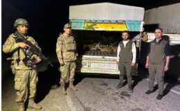 Kamyon kasasında 4 alageyik ele geçirildi