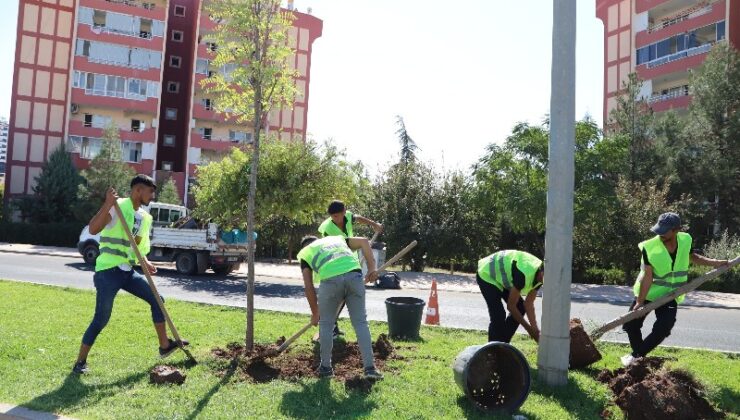 Pasur caddesi yeşile büründü