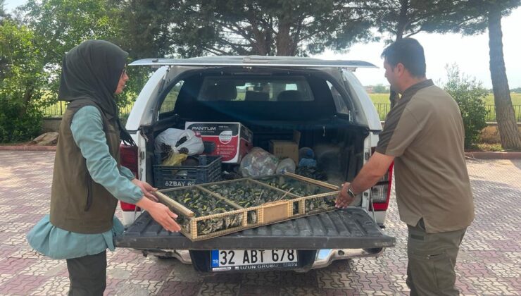 Çobanbey Gümrük Kapısı’nda 550 saka kuşu ele geçirildi