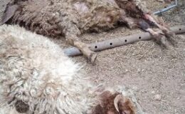 Sahipsiz köpekler 12 koyunu telef etti