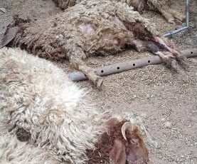 Sahipsiz köpekler 12 koyunu telef etti