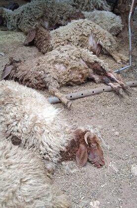 Sahipsiz köpekler 12 koyunu telef etti