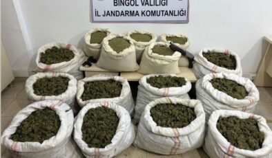 Bingöl’de 11 milyon kök kenevir ve 163 kilo toz esrar ele geçirildi