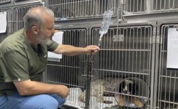 Komşusunun av tüfeği ile vurduğu köpeğinin ayağı ampute edildi