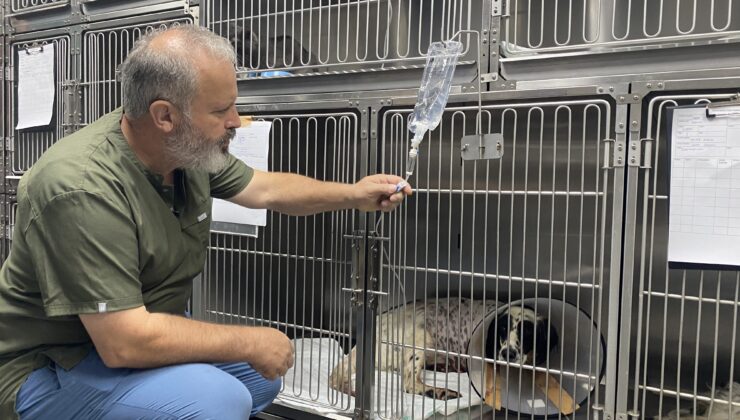 Komşusunun av tüfeği ile vurduğu köpeğinin ayağı ampute edildi