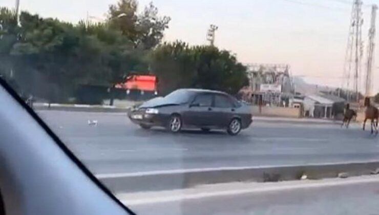 Çevre yolunda başıboş at otomobile çarptı