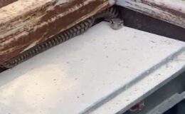 Elazığ’da elektrik panosuna giren yılan korkuttu