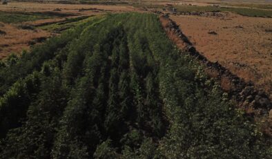 Bamya tarlasında 352 kök kenevir ele geçirildi