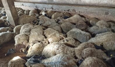 Gizemli Koyun Felaketi: 130 Koyun Aniden Telef Oldu