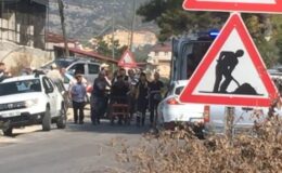 Zeytin hasadında yaban arıları felaketi