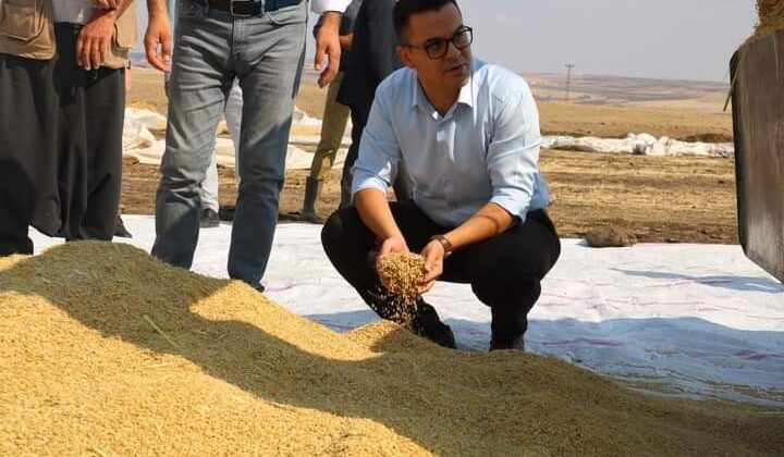 Çeltik pirinci hasadında 700 ton rekolte bekleniyor