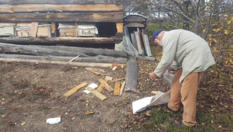 Ayı, arı kovanlarını parçaladı, bir tanesini de götürdü