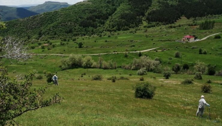 Çekirgelerin istila ettiği köyde ilaçlama çalışmaları başlatıldı