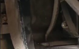 Ayağını uzattığı pedal bölgesinde yılan çıktı