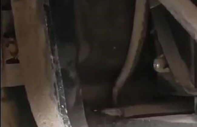 Ayağını uzattığı pedal bölgesinde yılan çıktı