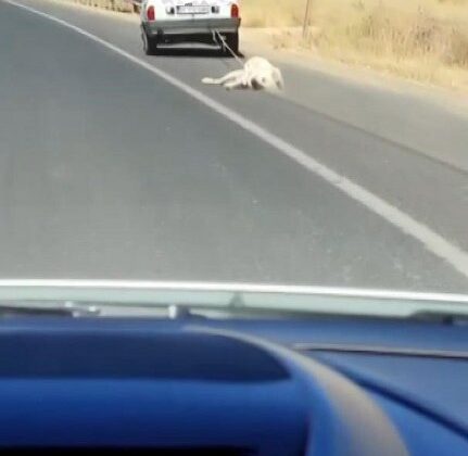 Köpeği aracın arkasına bağlayarak sürükledi