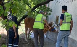 Kurban Bayramının ilk ‘kaçağı’ Elazığ’dan: Kurbanlık inek sahibinin omurgasını kırıp kaçtı