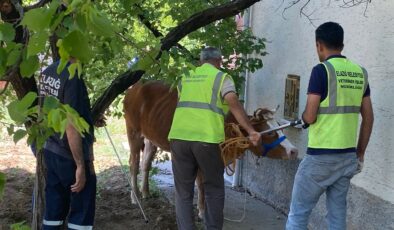 Kurban Bayramının ilk ‘kaçağı’ Elazığ’dan: Kurbanlık inek sahibinin omurgasını kırıp kaçtı
