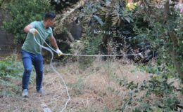 Şanlıurfa’da kaçan büyükbaş kurbanlık zor anlar yaşattı