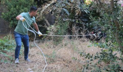 Şanlıurfa’da kaçan büyükbaş kurbanlık zor anlar yaşattı