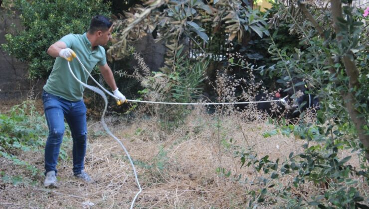 Şanlıurfa’da kaçan büyükbaş kurbanlık zor anlar yaşattı