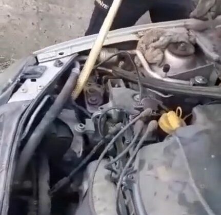 Motora giren yılan güçlükle çıkarıldı