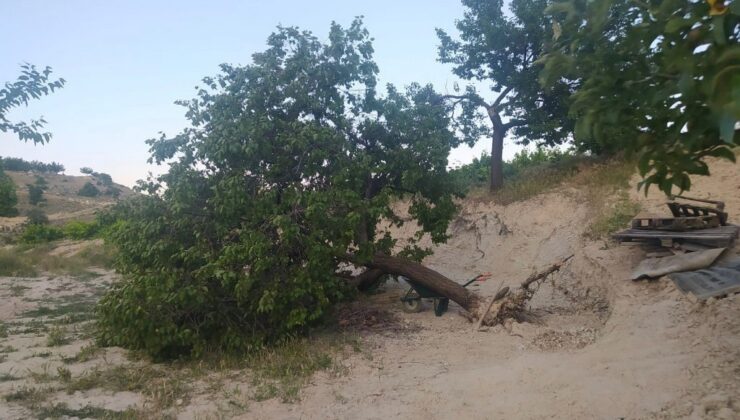 Elazığ’da fırtına ağaçları kökünden söktü