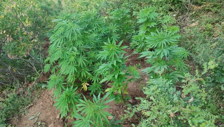 Bingöl’de 138 kök kenevir bitkisi ele geçirildi