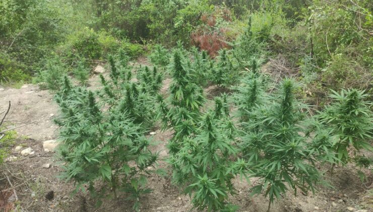 Jandarma, ormanlık alana ekilen hint kenevirlerini ele geçirdi