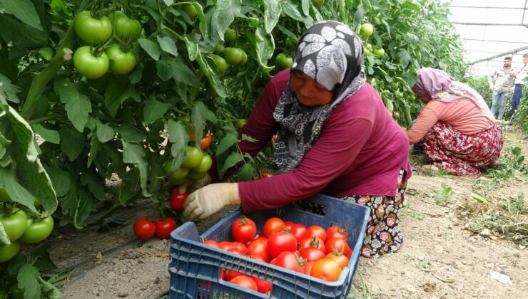 2 bin 500 nüfuslu köy, hasada yetişemeyince komşu köylerden tarım işçisi kiralanıyor