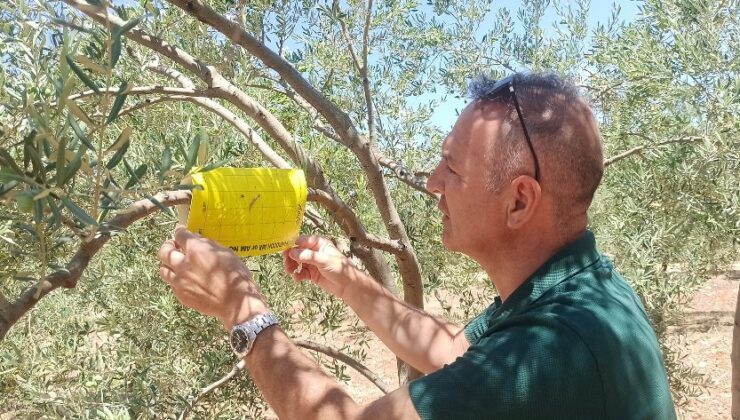 Didim’in zeytinleri temiz çıktı