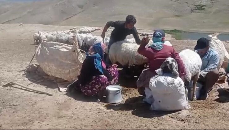 Yaylada ürettiği hayvansal ürünleri Türkiye’nin dört bir yanına satıyor
