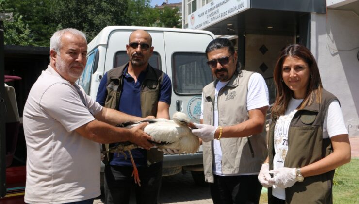 Ayağı ampute olan leylek tedavi altına alındı