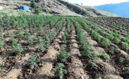 Bingöl’de 12 tarlada uyuşturucu operasyonu