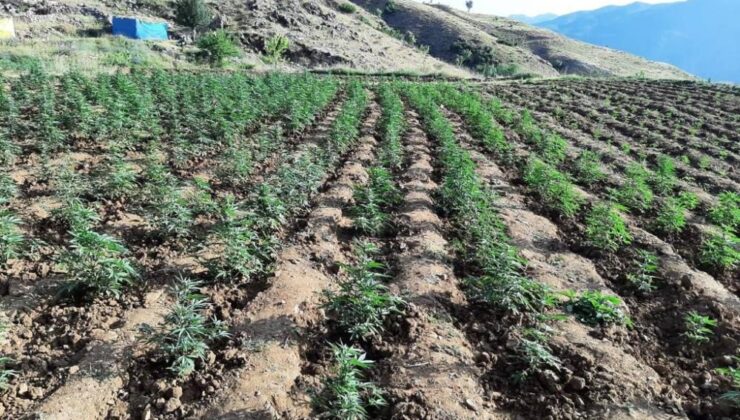 Bingöl’de 12 tarlada uyuşturucu operasyonu