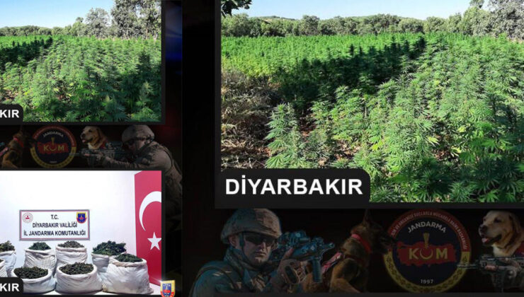 Lice’de  milyonlarca kök kenevir, kilolarca kubar esrar ele geçirildi
