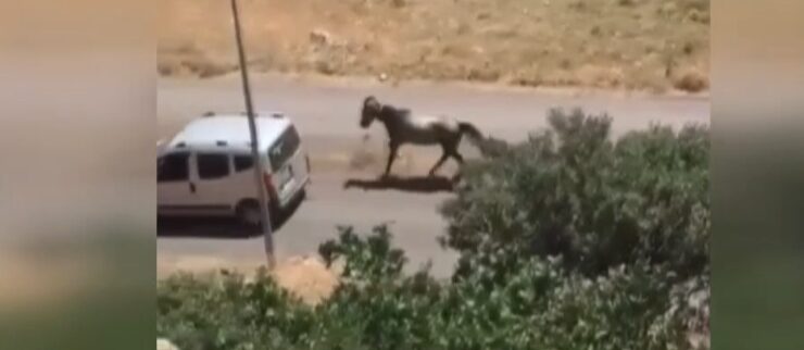 Hareket halindeki araca at bağlayan kişiye para cezası
