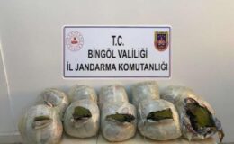 Bingöl’de 59.264 gram toz esrar ele geçirildi