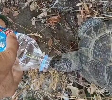 Kaplumbağa kendisine uzatılan şişeden kana kana su içti