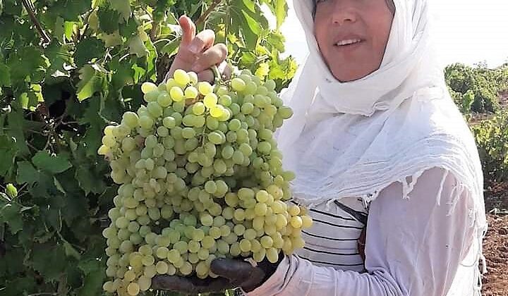 Karaciğer nakli yapılan kadın evinde ölü bulundu