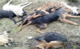 Köpek vakasında şüpheliler serbest