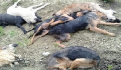 Köpek vakasında şüpheliler serbest