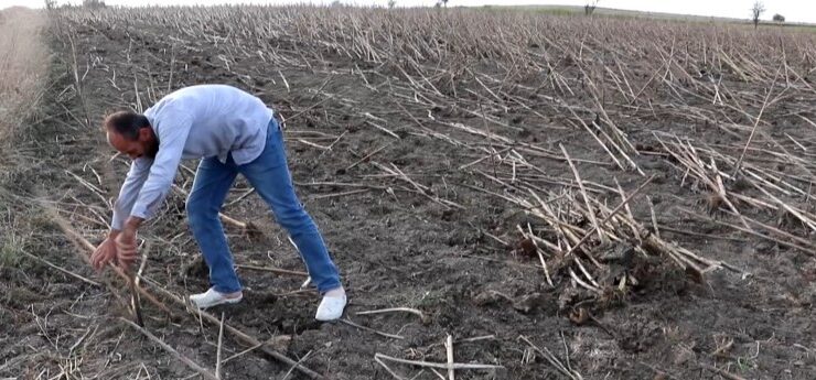 Ayçiçeği sapları yakıta dönüşüyor