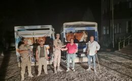 7 Büyükbaş Hayvan çalan hırsız Suçüstü Yakalandı