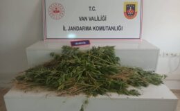 Van ‘da 237 kök hint keneviri ele geçirildi