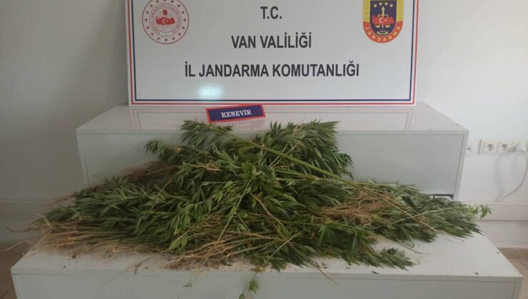 Van ‘da 237 kök hint keneviri ele geçirildi