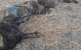 Yangında 90 hayvan ve 2 bin balya kül oldu
