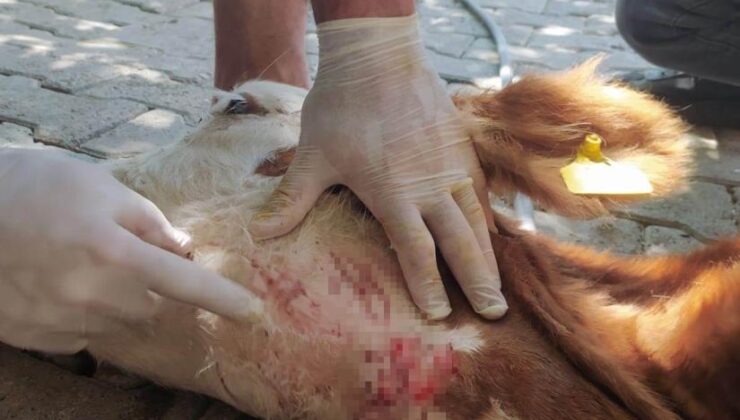 Batman’da sokak köpekleri besicilerin korkulu rüyası haline geldi