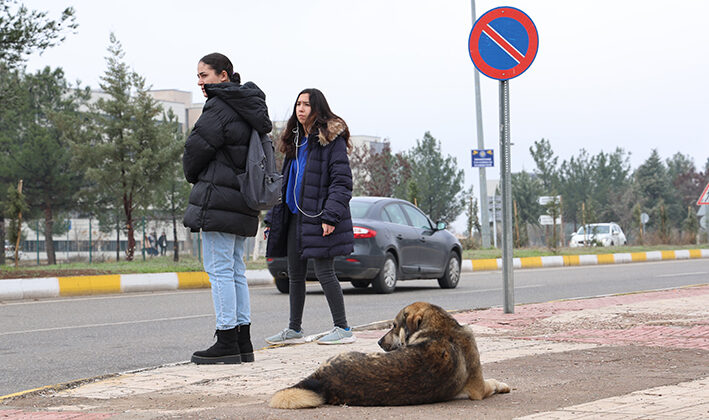 Sokak köpekleri için barınak ve çip vurgusu