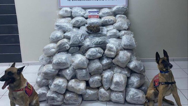 Elazığ’da 138 kilo skunk ele geçirildi